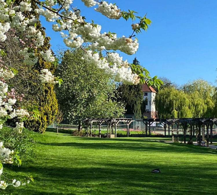 Rowntree Park Blossom