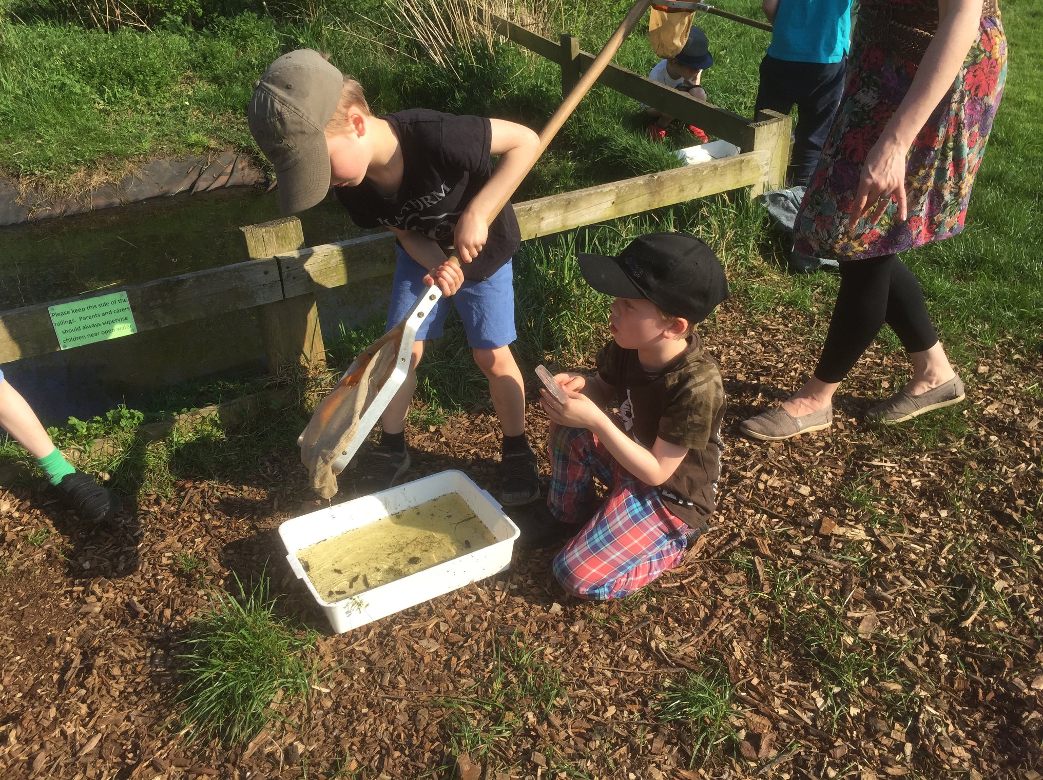 Rowntree Park pond dipping
