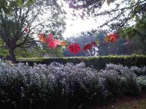 dancing red leaves 3