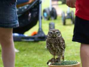 owl