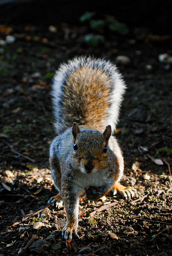 Squirrel Rowntree Park