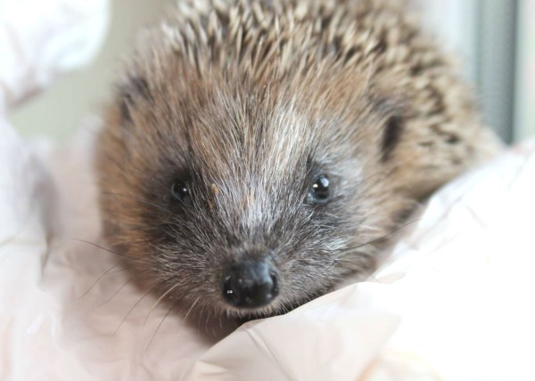 hedgehog from emma farley