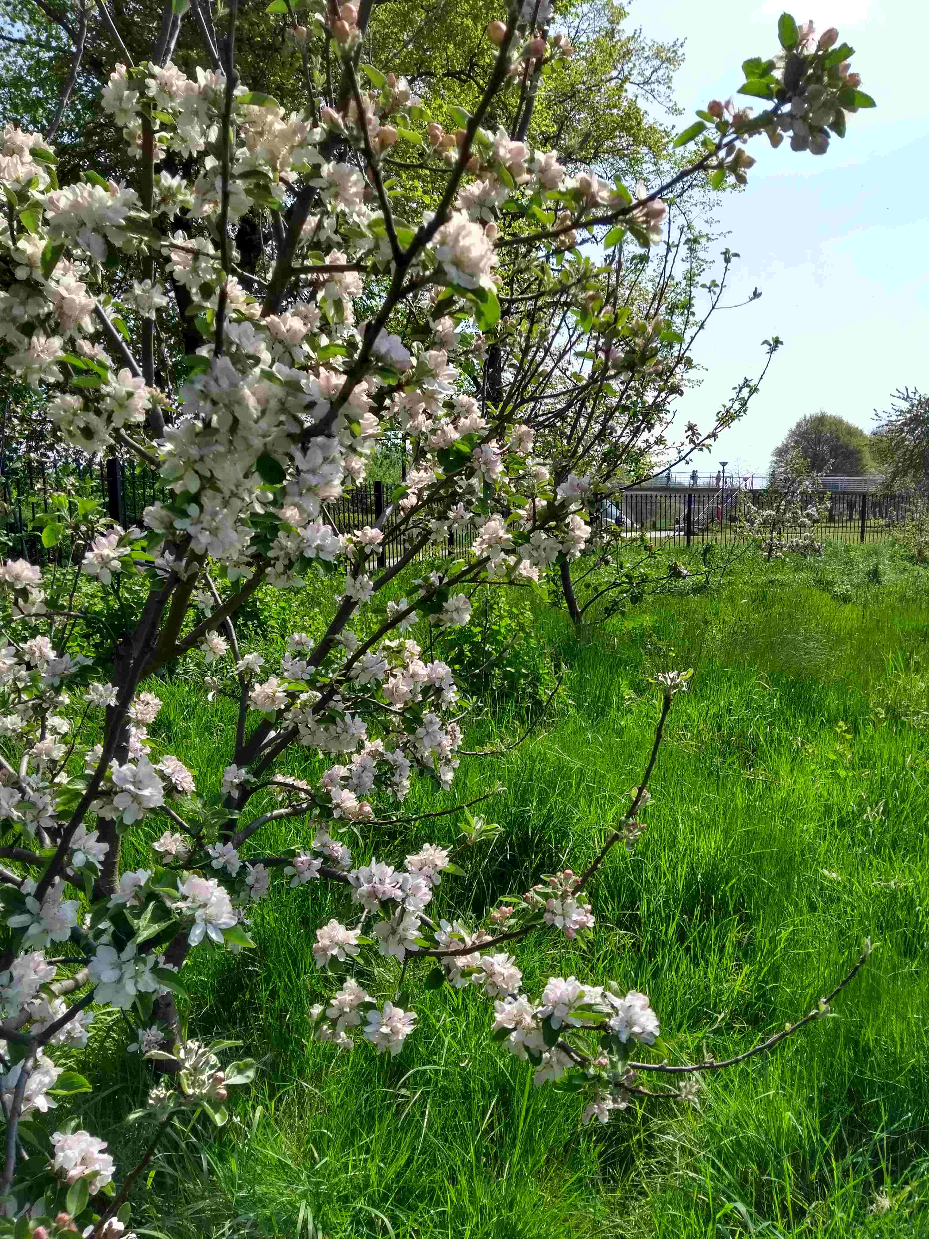 apple blossom may 2018
